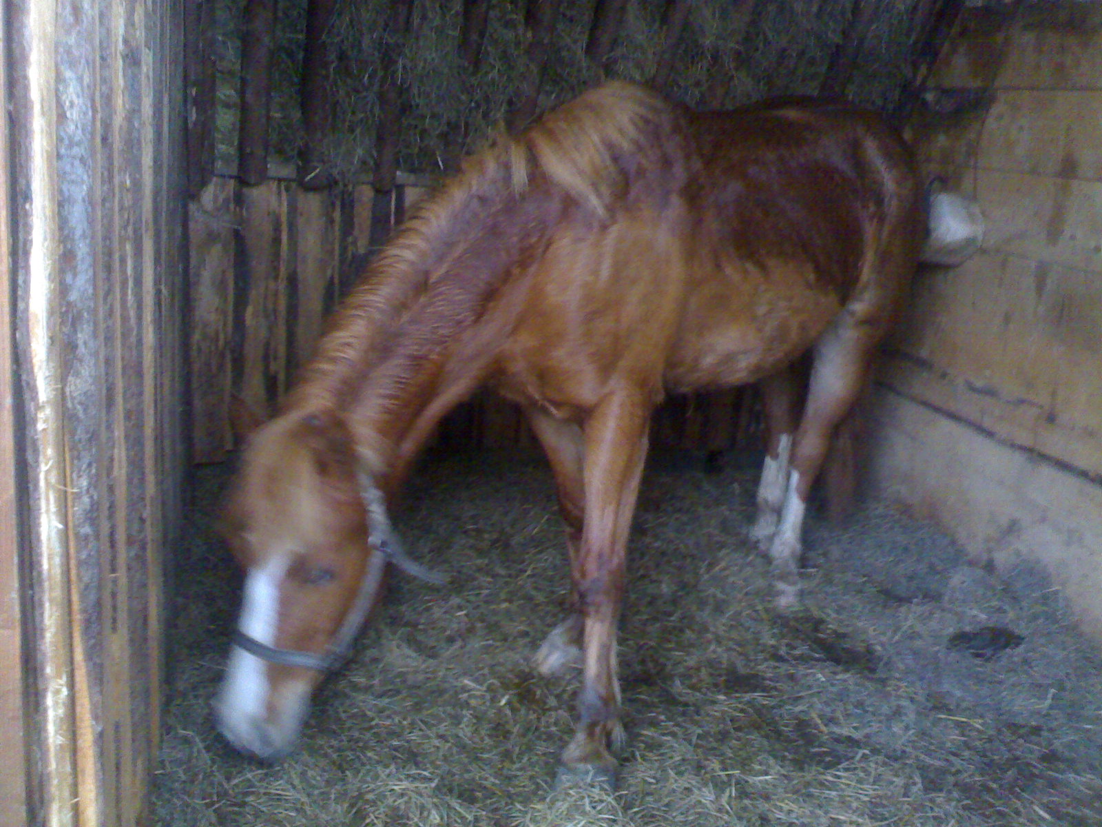 samulinka