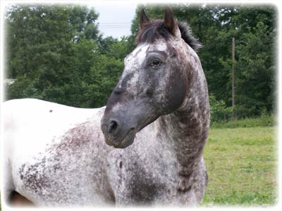 apaloosa